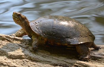 Western Pond Turtle