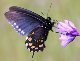 Pipevine Swallowtail