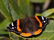 Mourning Cloak