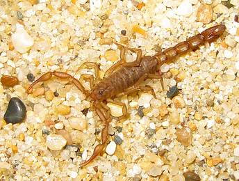 Sawfinger Scorpion