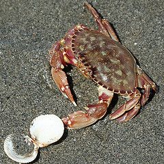 Slender Crab