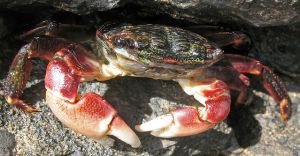 Striped Shore Crab