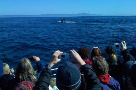 Whale Watching