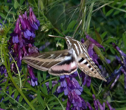 White-lined Sphinx