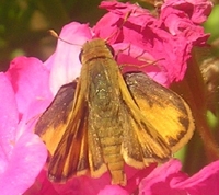 Fiery Skipper