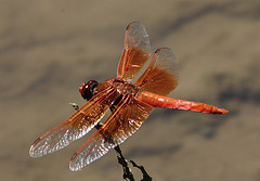 Flame Skimmer