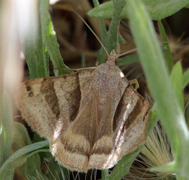 Forage Looper