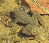 Foothill Yellow-legged Frog