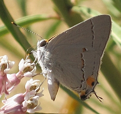 Gray Hairstreak