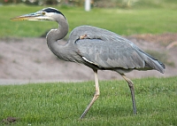 Great Blue Heron