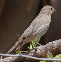 House Finch