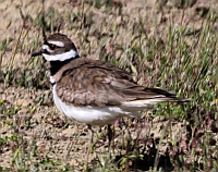 Killdeer