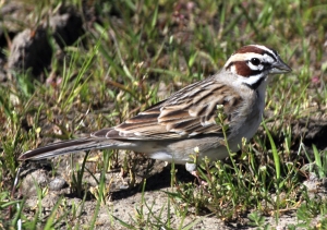 Lark Sparrow