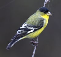 Lesser Goldfinch