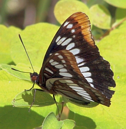 Lorquin's Admiral