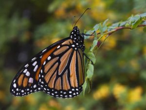 Monarch Butterfly