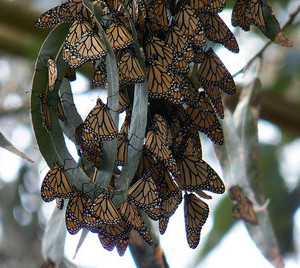 Monarch Butterflies