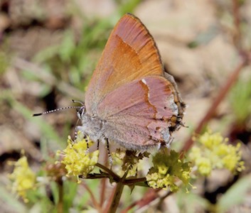 Juba Skipper