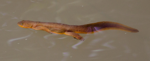 California Newt