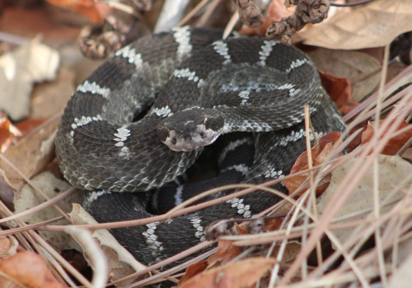 Western Rattlesnake