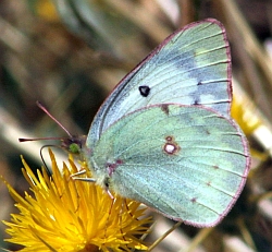 Orange Sulphur