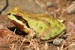 pacific_treefrog_sm.jpg