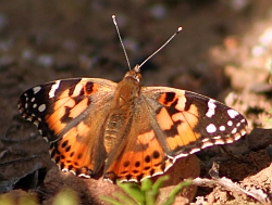 Painted Lady