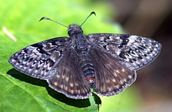 Propertius Duskywing