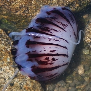 Purple-striped Jelly