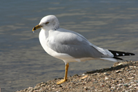 Ring-billed Gull