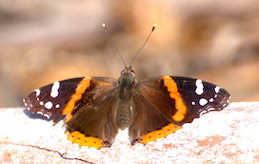 Red Admiral