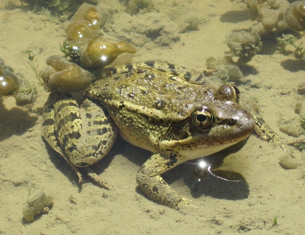 Red-legged Frog