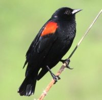 Redwinged Blackbird