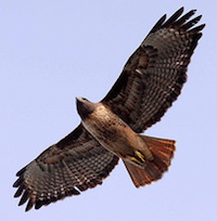 Red-tailed Hawk