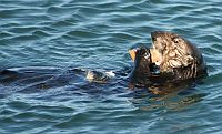 Sea Otter