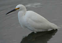 Snowy Egret