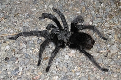 Tarantula