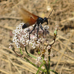 Tarantula Hawk