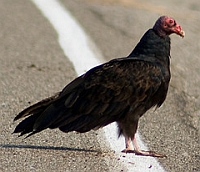 Turkey Vulture