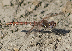 Variegated Meadowhawk