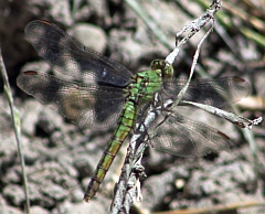 Western Pondhawk