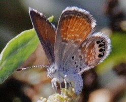 Western Pygmy Blue