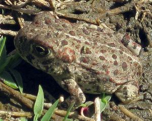 Western Toad