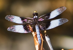 Widow Skimmer